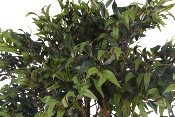 Sztuczny ruszczyk myszopłoch drzewko 170 cm 4130 liści