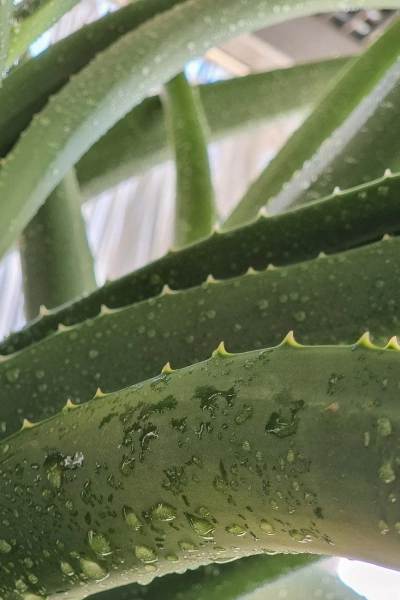 Aloe bainesii aloes 260 cm