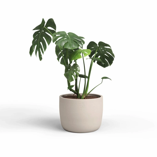 Urania 37/34 duża osłonka beżowa ceramiczna