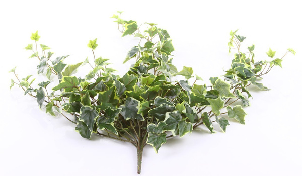 Sztuczny Bluszcz zielono-biały pnącze busz 100 cm