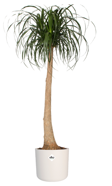 B. For Soft Round 30 cylindryczna doniczka biała