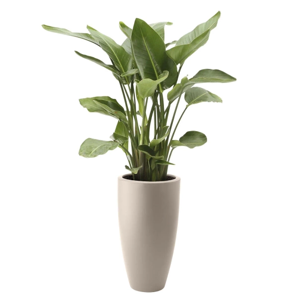 June Round High 39/70 wysoka beżowa donica na taras balanced beige