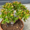 Crassula ovata sunset 30 cm krasula