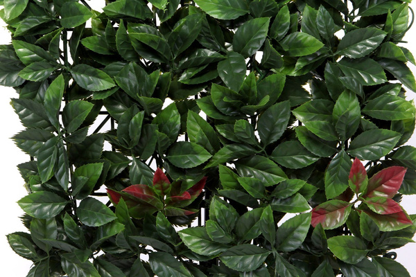 Sztuczna zielona ściana mata Głownik Photinia 50x50 UV wodoodporna