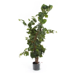 Sztuczne winogrono drzewko 120 cm Premium