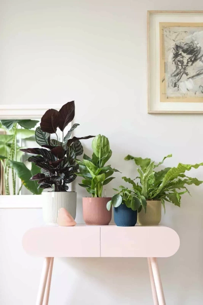 Zestaw do hydroponiki 5/5 osłonka biała Vibes mini 7