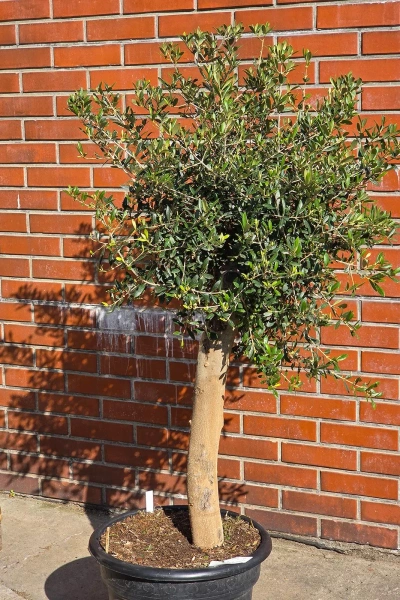 Drzewko oliwne 165 cm