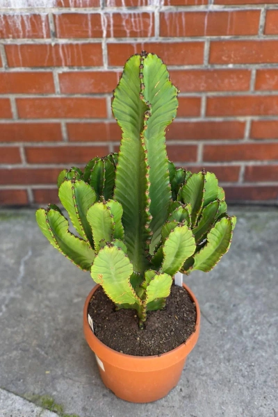 Kaktus Euphorbia Ingens 85 cm
