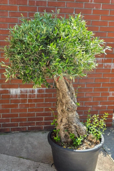 Olea europaea drzewko oliwne 180 cm