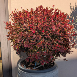 Enkiant dzwonkowaty Enkianthus perulatus 60 cm