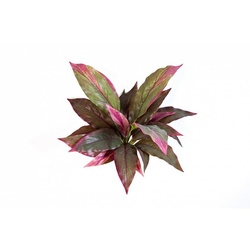 Sztuczna Kordylina czerwono-zielona 30 cm