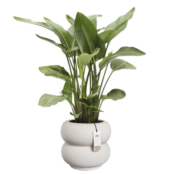 Amber Roll Low 43/40 designerska donica biała