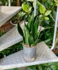 Sansevieria black diamond w hydroponice 50 cm MK15/19