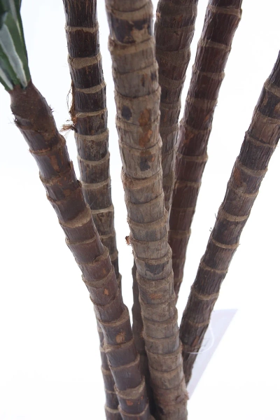 Sztuczna Dracena 150-160 cm 150 liści naturalny pień