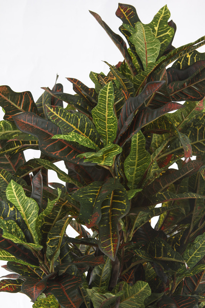 Sztuczny Kroton 150 cm 336 liści