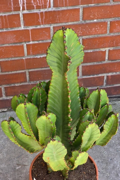 Kaktus Euphorbia Ingens 85 cm