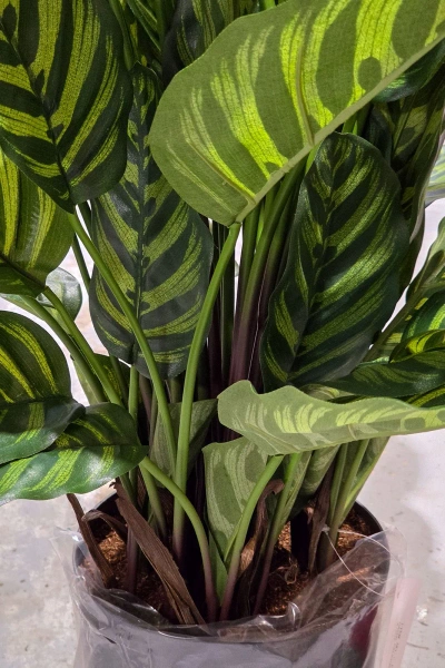 Sztuczna Kalatea zielona 80 cm