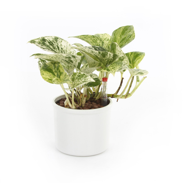 Zestaw do hydroponiki 9/7 osłonka Corona srebrna wkład wskaźnik