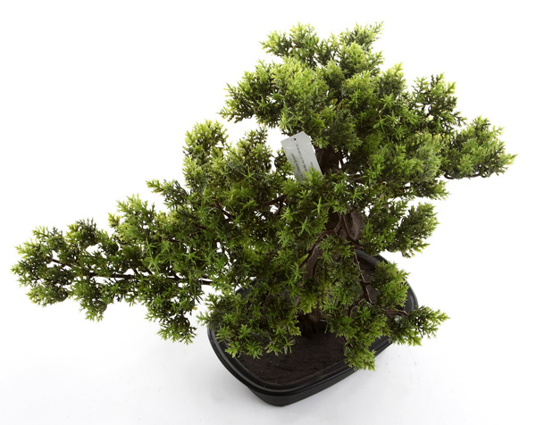 Sztuczny Bonsai Myrtle 40 cm w doniczce