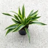 Dracena lemon lime 35 cm MK13/12 w hydroponice