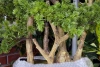 Sztuczny Bonsai Larix 60 cm w formie lasu