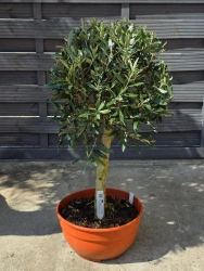 Drzewko oliwne 90 cm w płaskiej doniczce