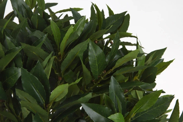 Sztuczne drzewko laurowe De Luxe 140 cm 1036 liści