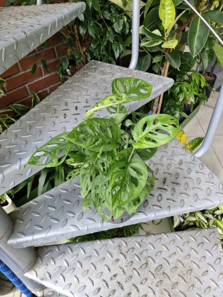 Monstera obliqua Monkey Mask 35 cm MK13/12 w hydroponice