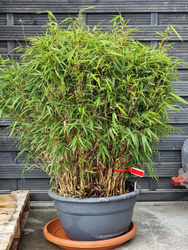Bambus Fargesia rufa 95 cm d40cm
