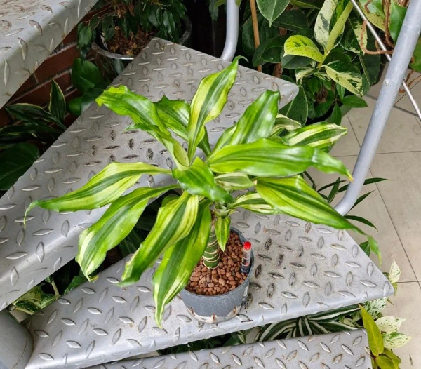 Dracena Fragrans Yellow Coast w hydroponice 40 cm MK13/12