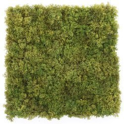 Sztuczna zielona ściana mata mech Islandzki 50x50 trudnopalna FR UV