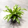 Asplenium antiqum 29 cm MK13/12