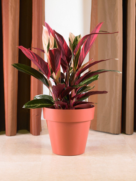 MITU XL 35 doniczka z rantem okrągła brzoskwiniowa czerwień