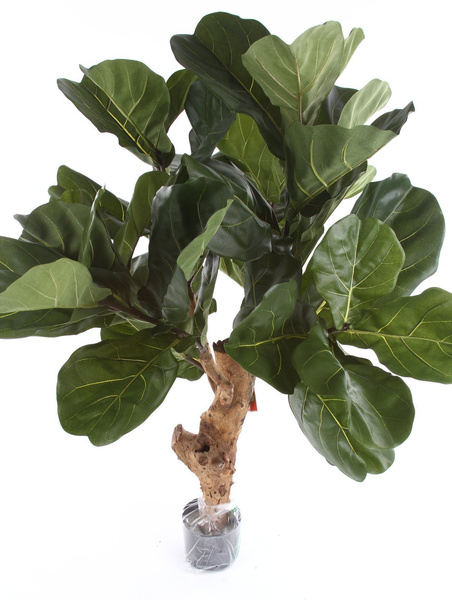 Sztuczny Fikus Lyrata dębolistny 110 cm pień drewniany