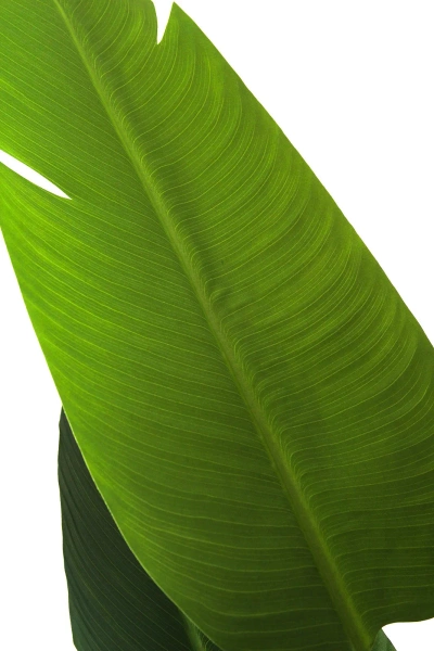 Sztuczna wysoka strelicja 230 cm 13 liści