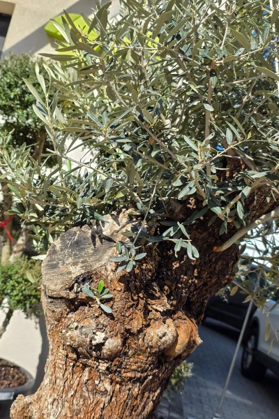 Drzewko oliwne 200 cm gruby pień
