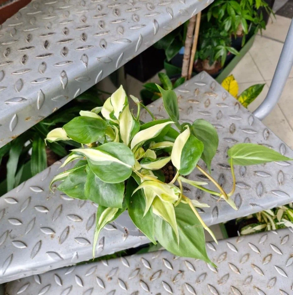 Philodendron scandens Rio MK13/12 Filodendron pnący