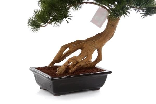 Sztuczny Bonsai Pinia Sosna Parviflora 55 cm w czarnej ceramicznej doniczce