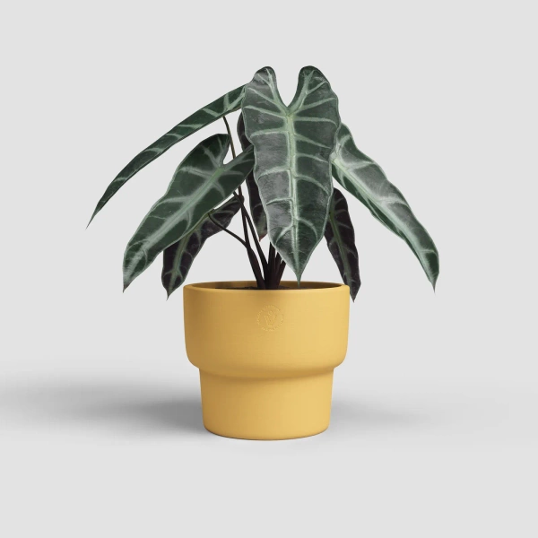 Echo High 16/14 żółta osłonka ceramiczna na podwyższeniu