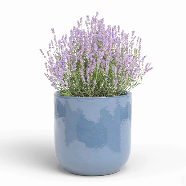 Jupiter 28/28 osłonka ceramiczna niebieska