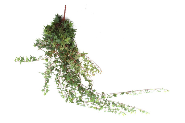 Sztuczny bluszcz Pittsburgh Mini pnącze 180 cm