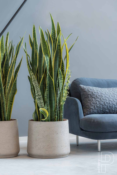 Patt M 16,5/14 osłonka kamienna złota