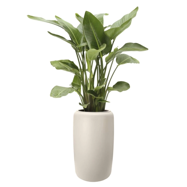 Amber Beads Large 39/66 biała desigerska donica do ogrodu linen white