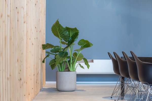 Charlie XXL 44/43 duża szara donica cylinder kamienna