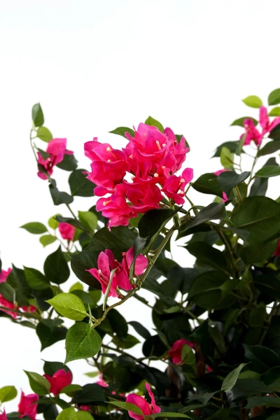 Sztuczna Bugenwilla z różowymi kwiatami 150 cm drewniany pień