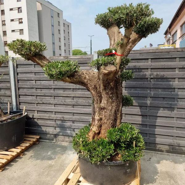 Drzewko oliwne bonsai rozgałęzione Olea europaea 195-210 cm