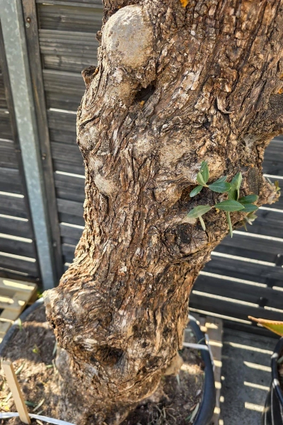Drzewko oliwne bonsai Oliwka europejska 280 cm