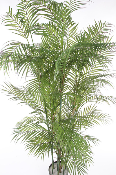 Sztuczna palma Chamaedorea 180 cm - jak żywa