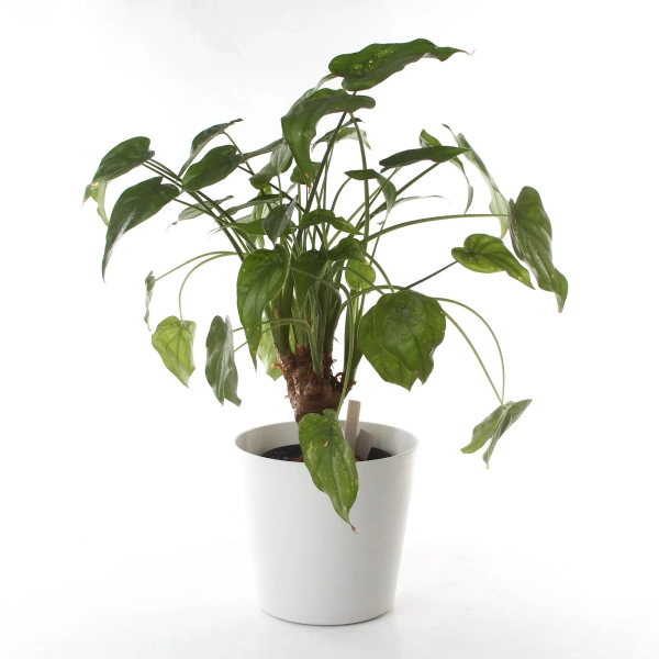 Zestaw do hydroponiki 13/12 w bordowej osłonce Flori 16/14