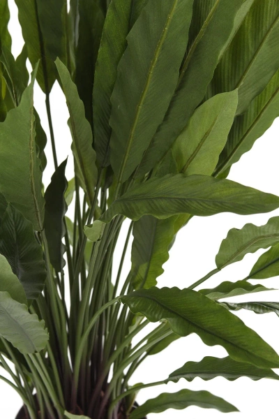 Sztuczna Kalatea Calathea 84 cm